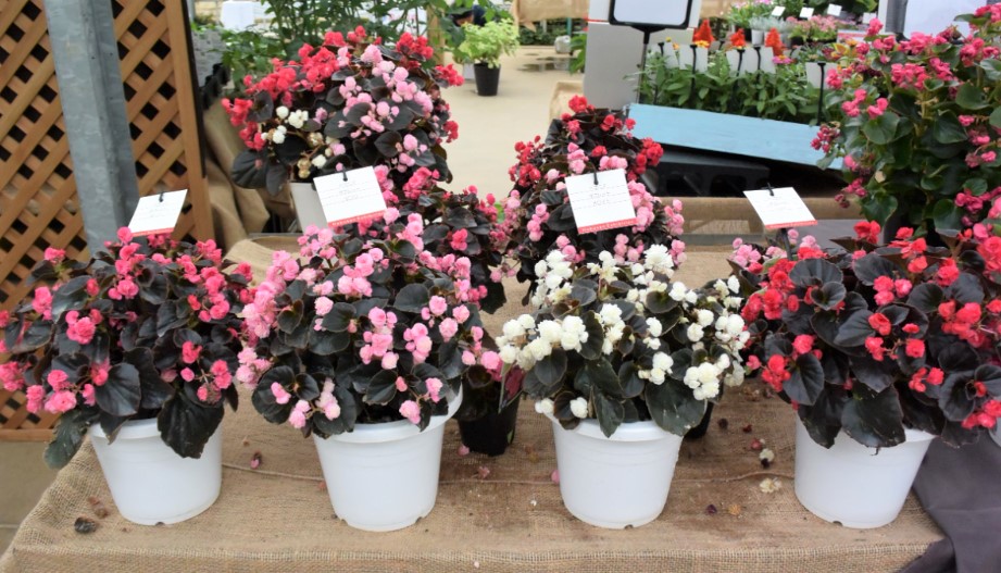 ベゴニア センパフローレンス　ダブレット シリーズ<