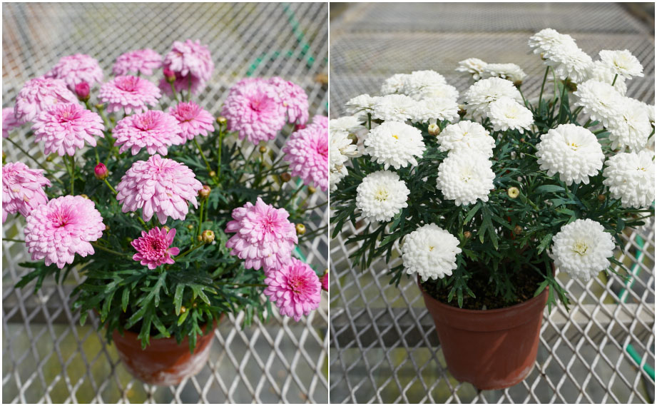 マーガレット　スフレ