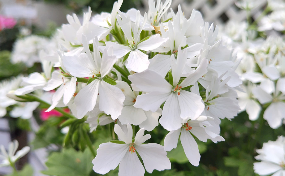 ゼラニウム　スターリー<