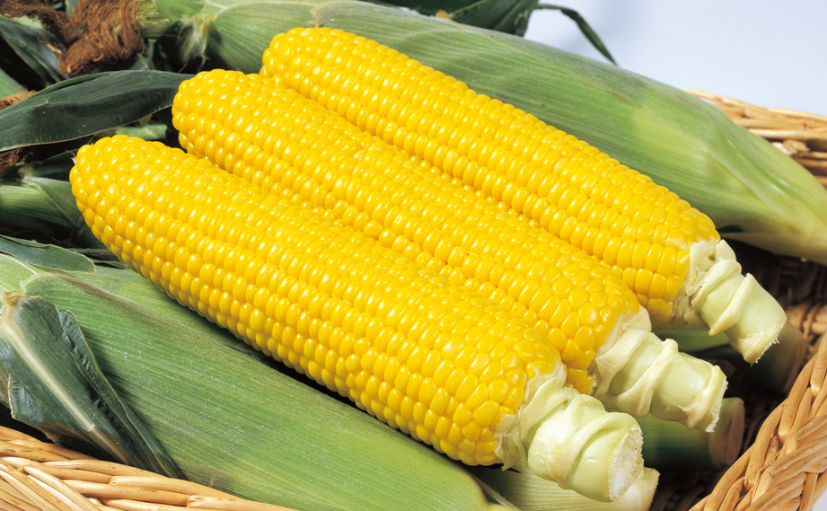 トウモロコシ　ゴールドラッシュ<