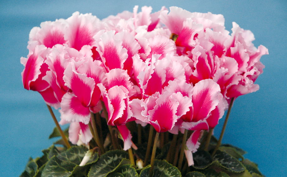 シクラメン　シャイニーピンクウェーブ<