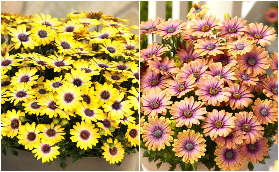 オステオスペルマム　ビューティー シリーズ<