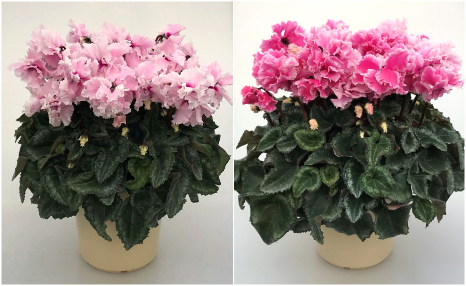 シクラメン　花色衣(はないろごろも) シリーズ<