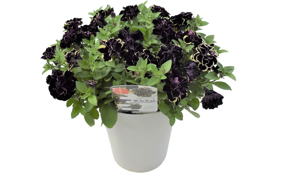 ペチュニア 万葉の美　華みやび<