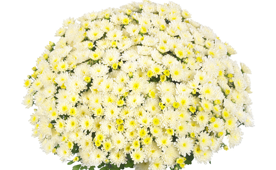 ビタマム　ディット<