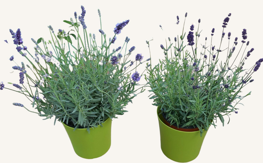 ラベンダー　エレガンス シリーズ<