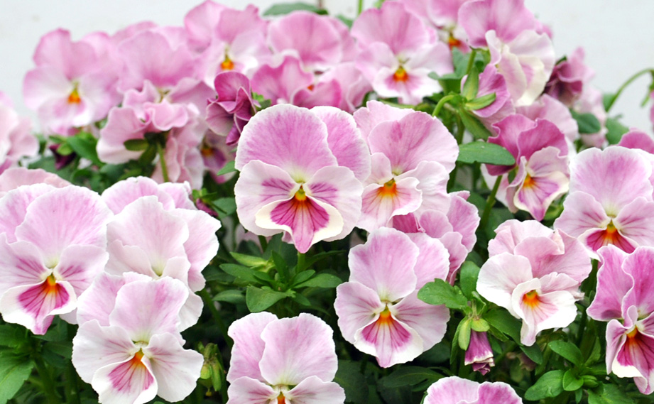 パンジー　花ろまん すみれ<