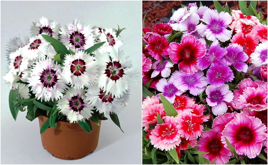 ダイアンサス F1　ダイアナ シリーズ<