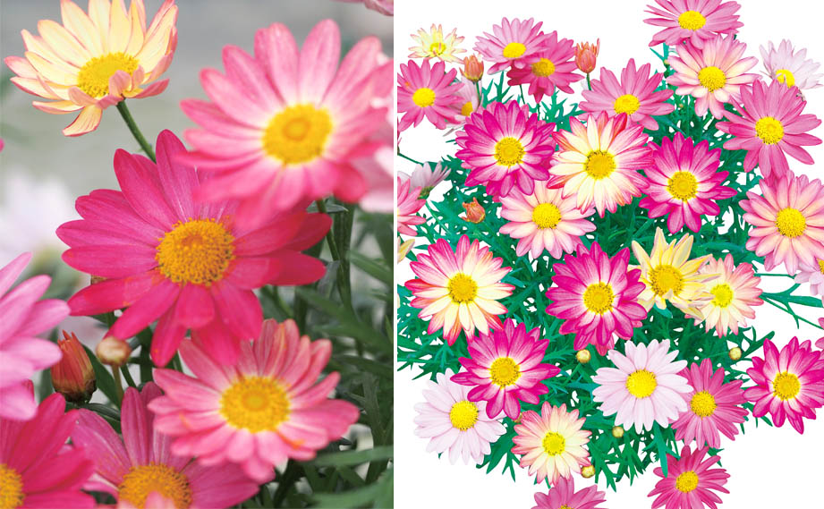 マーガレット　シンプリーコーラル<