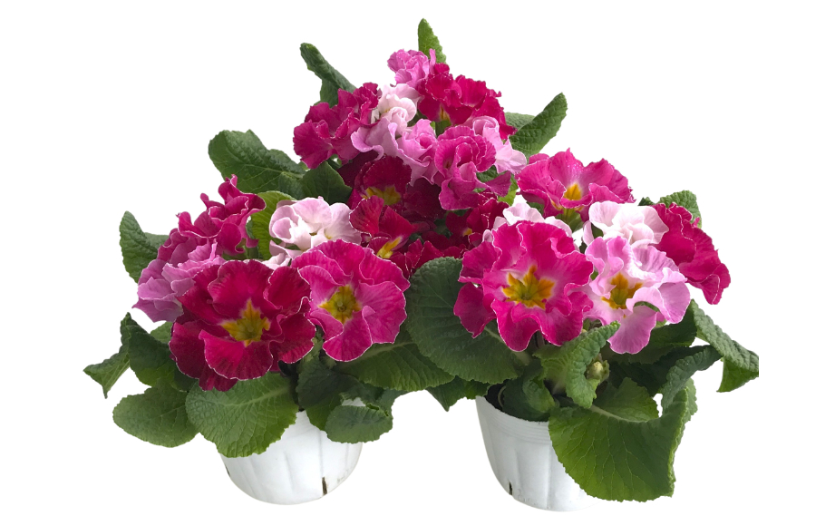 プリムラ ポリアンサ　パーティドレス