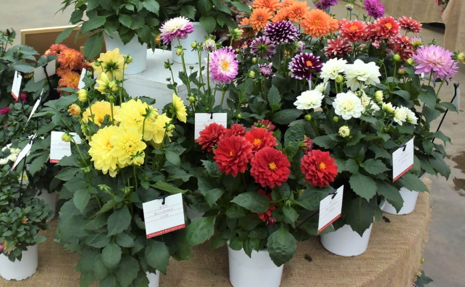 ダリア　マキシ シリーズ