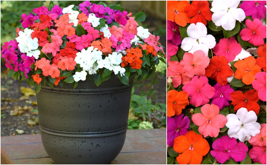 インパチェンス F1　ビーコン シリーズ<