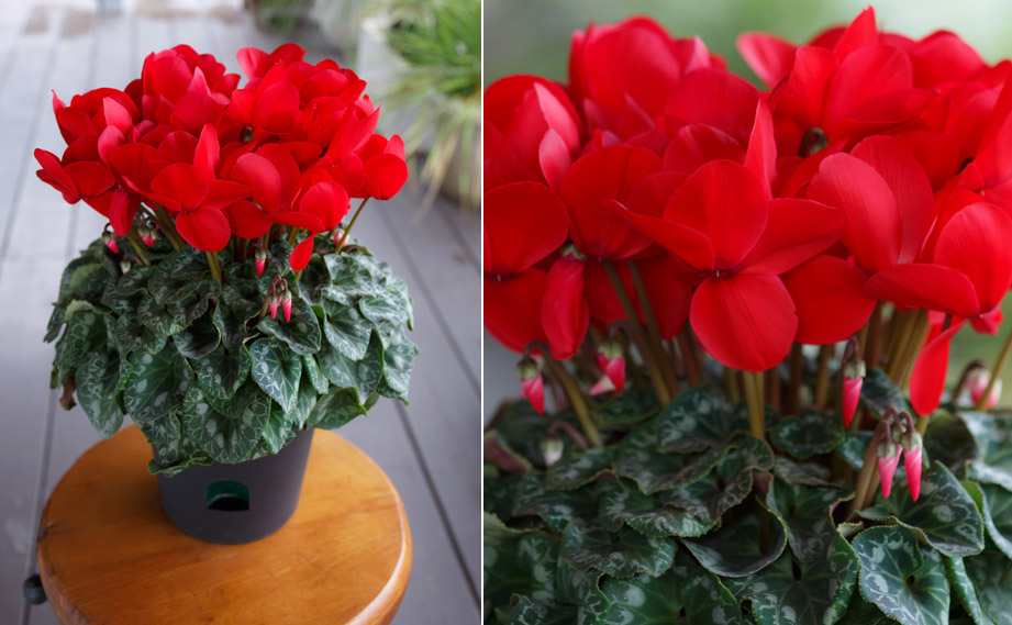 シクラメン 大栄　メダリオン<