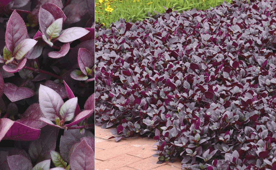 アルテルナンテラ　パープルプリンス<