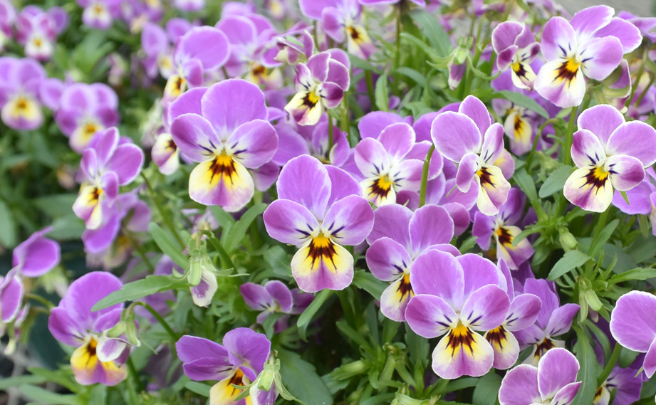 ビオラ　わんだーぴんく<