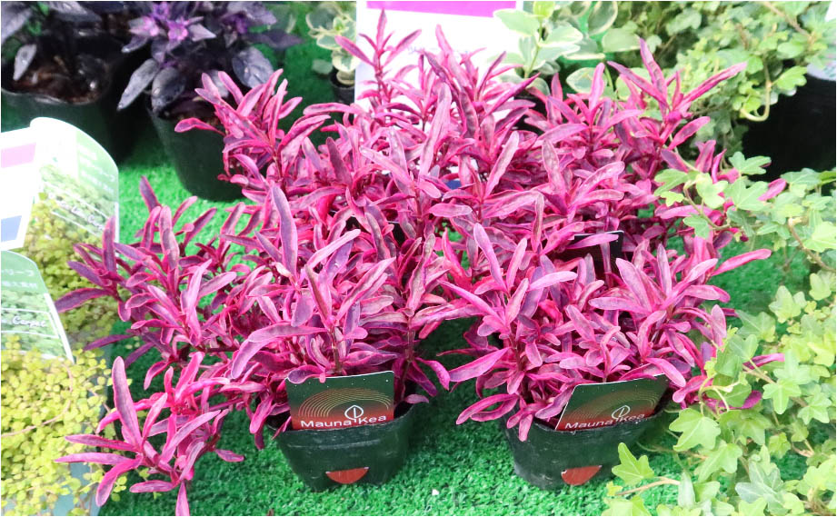 アルテルナンテラ　マウナケア<