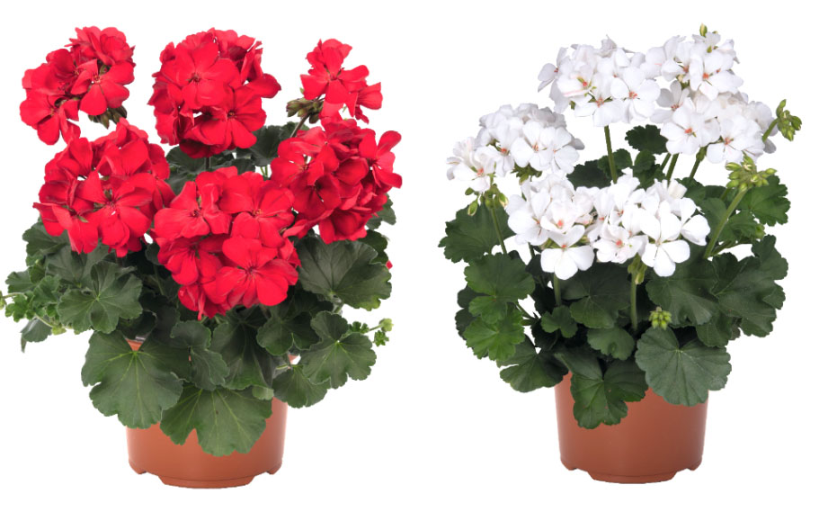 ゼラニウム　サリタ シリーズ<