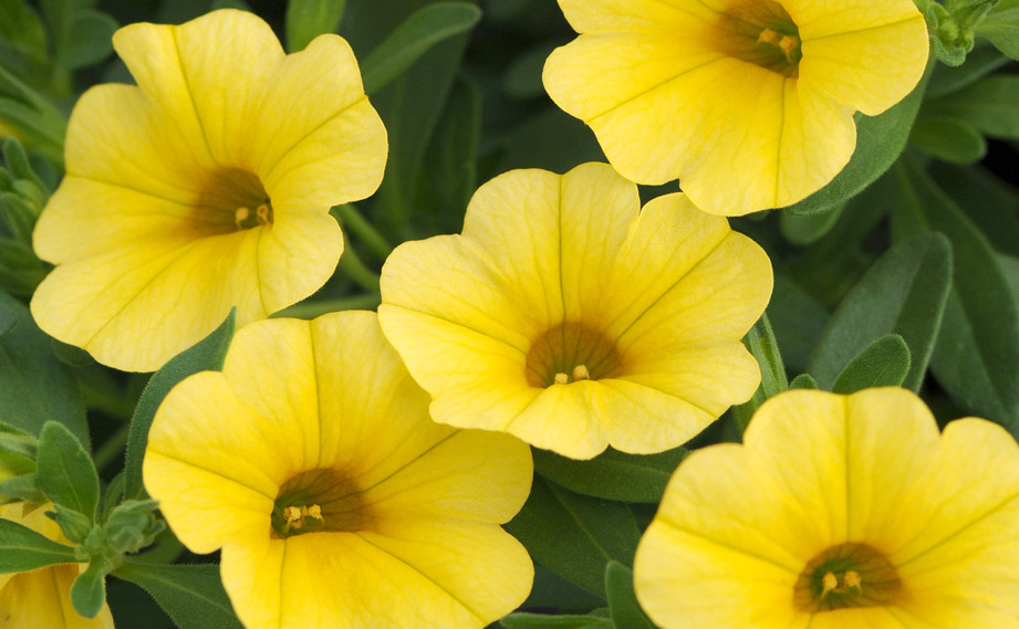 カリブラコア　シャル・ウィ・ダンス<