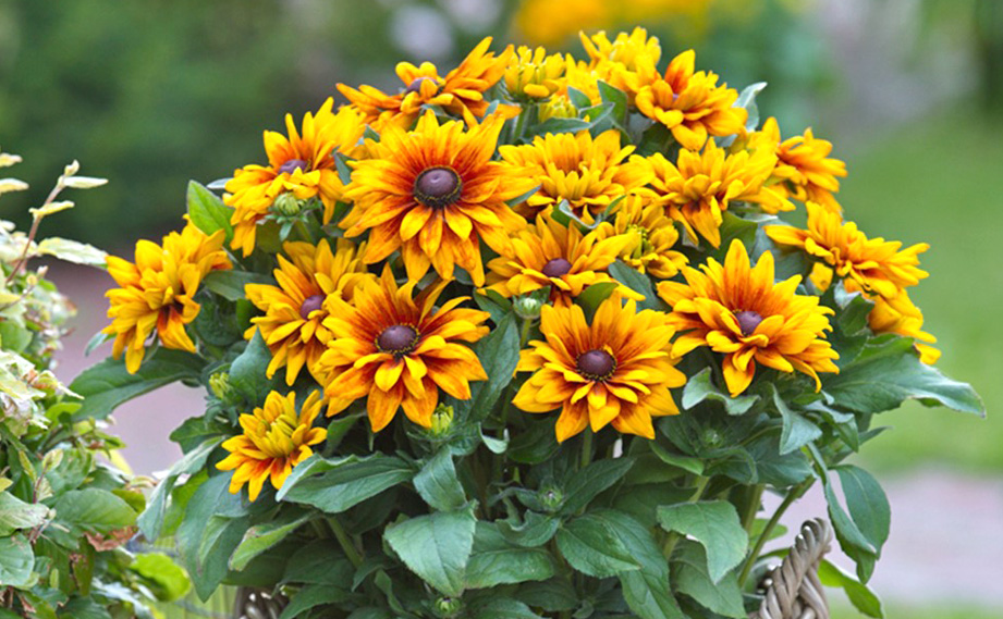 ルドベキア　サンベキア<