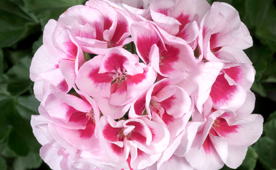 ゼラニウム　アメリカーナ<