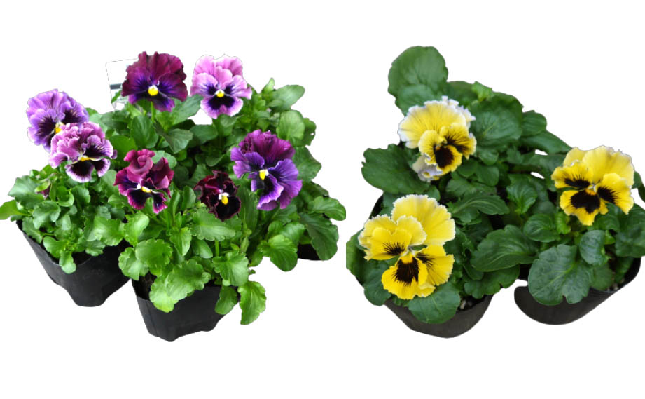 パンジー F1　フリズルシズル シリーズ<