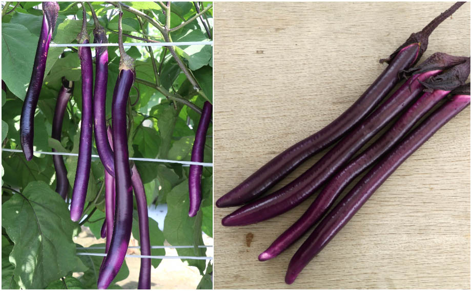 ナス　ペンなす<