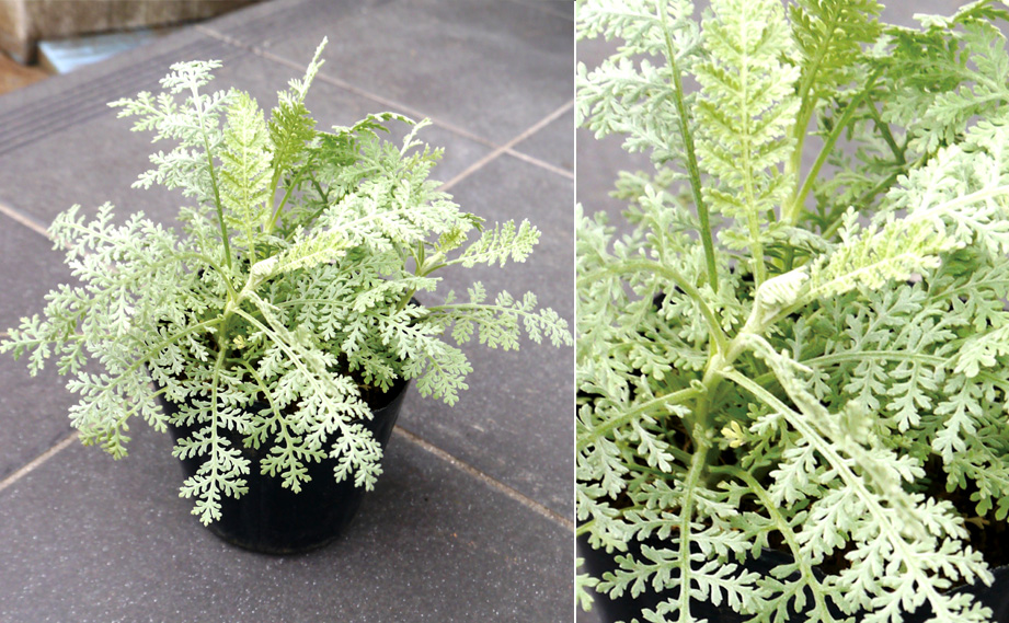 ダスティーミラー(タナセタム)　シルバーレース<