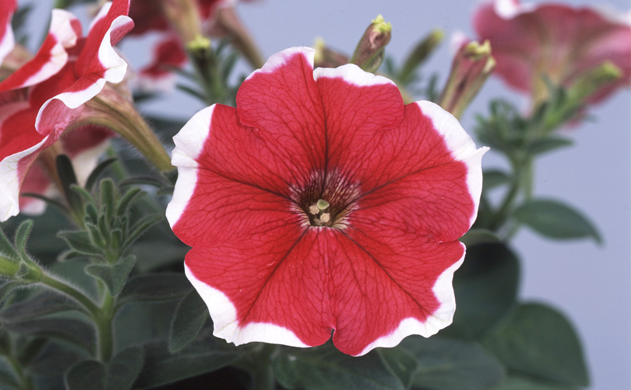 ペチュニア　バカラ シリーズ<