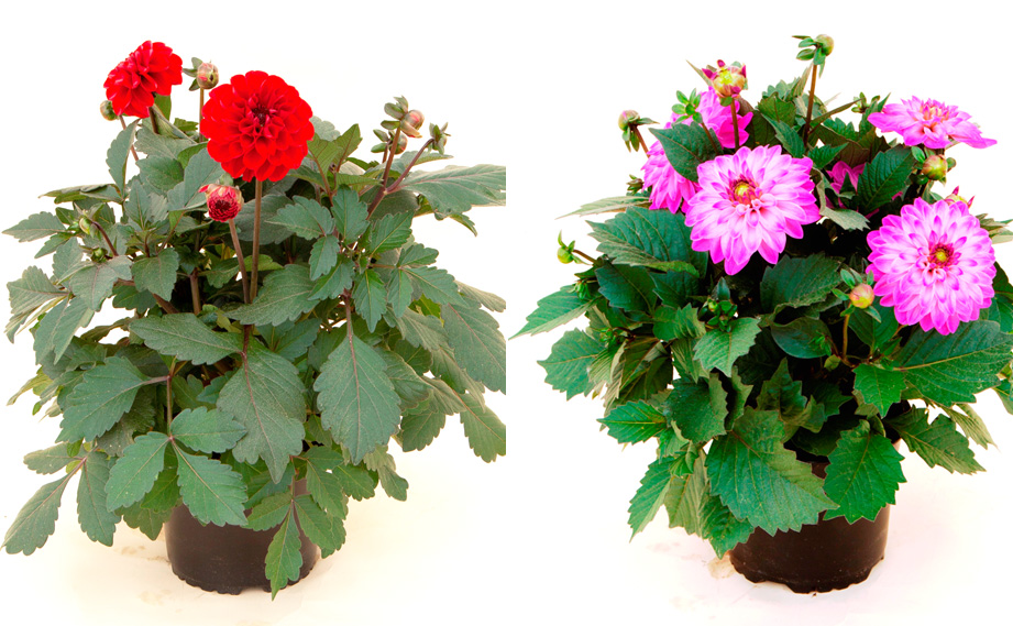 ダリア　ダラヤ ミーナ シリーズ<