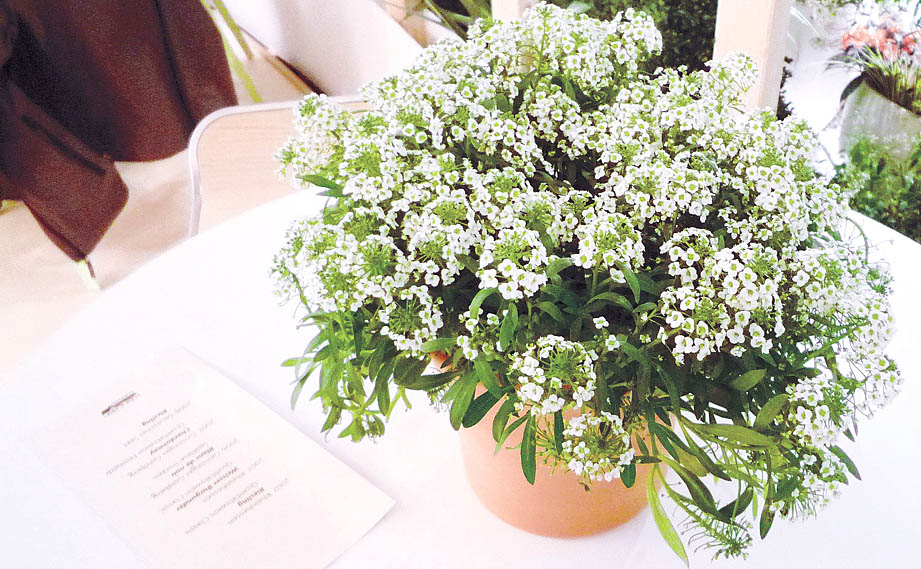 スーパーアリッサム　スノープリンセス