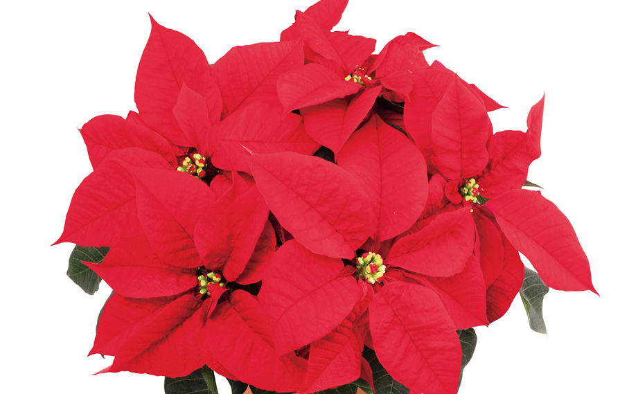 ポインセチア　アトラ<