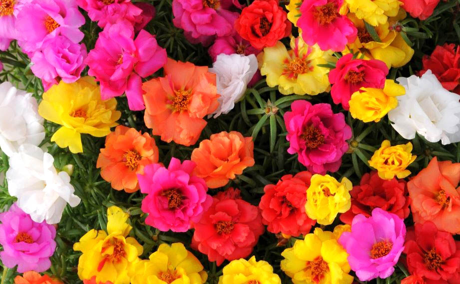 ポーチュラカ(松葉ぼたん) F1　ハッピーアワー シリーズ<