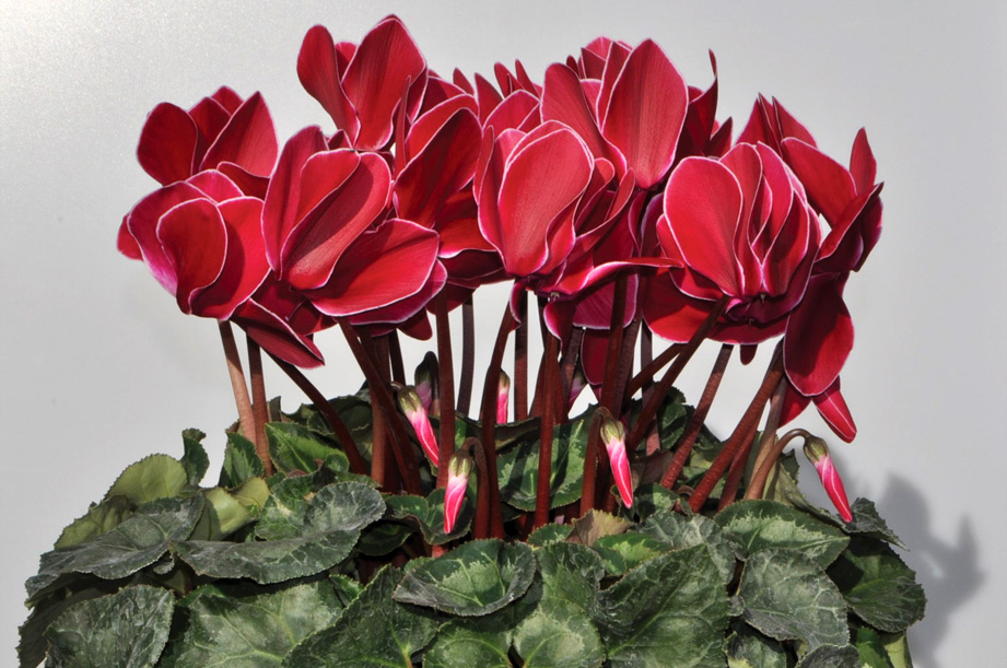 シクラメン　松尾シルバーエッジ ワインレッド<