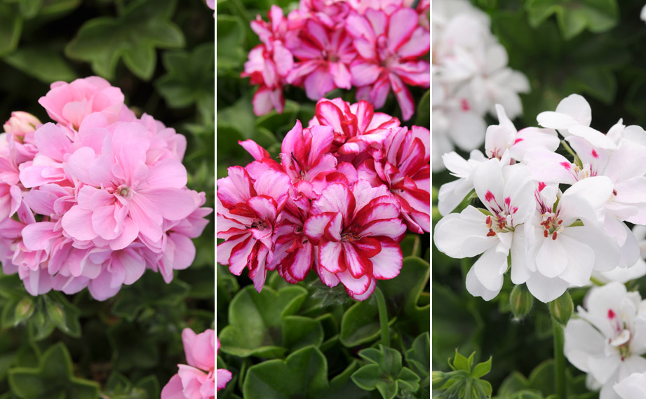 アイビーゼラニウム　カラーケード<