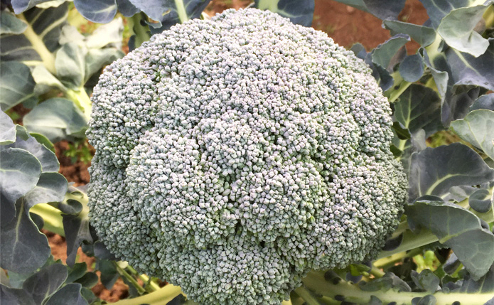 ブロッコリー　晩緑99W<