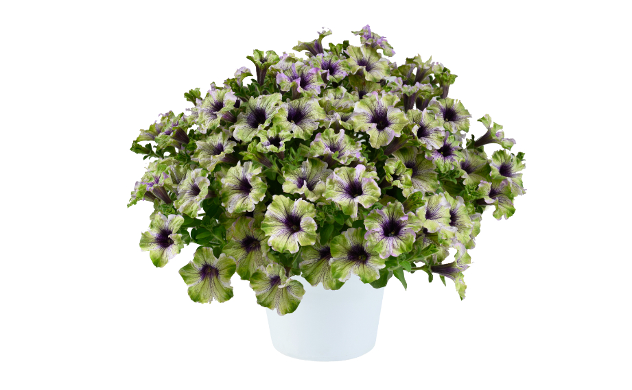 ペチュニア　アマゾナス プラムコカトゥー<