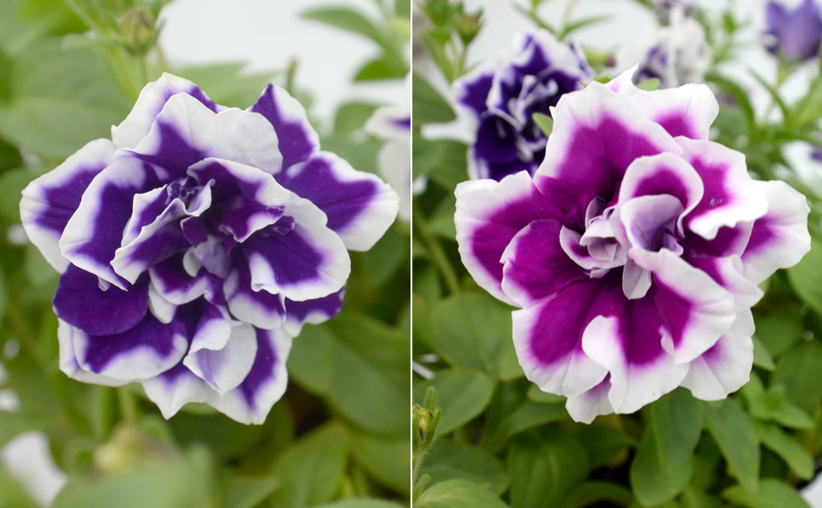 ペチュニア 万葉の美　さらしな紫<