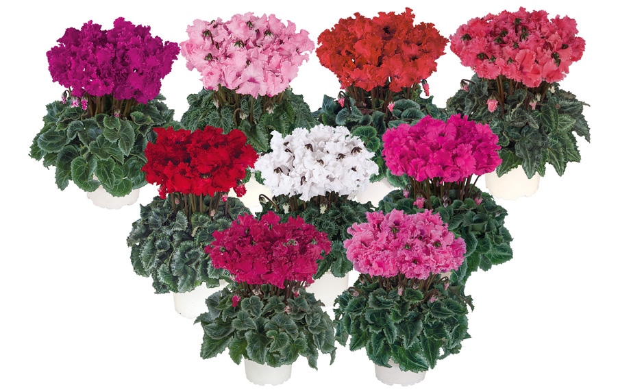 シクラメン F1　メティス クリスピーノ<