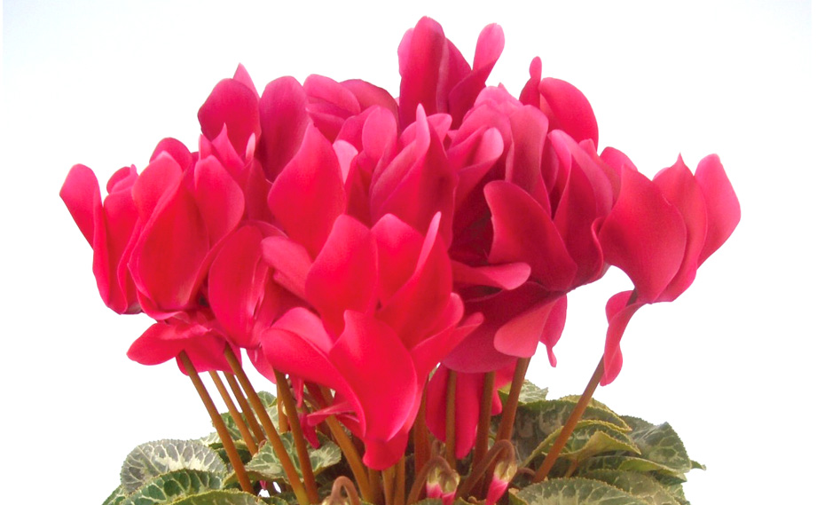 シクラメン　ハイブリッジ シリーズ<