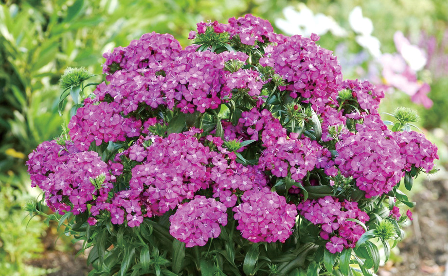 ダイアンサス　ジョルト シリーズ<