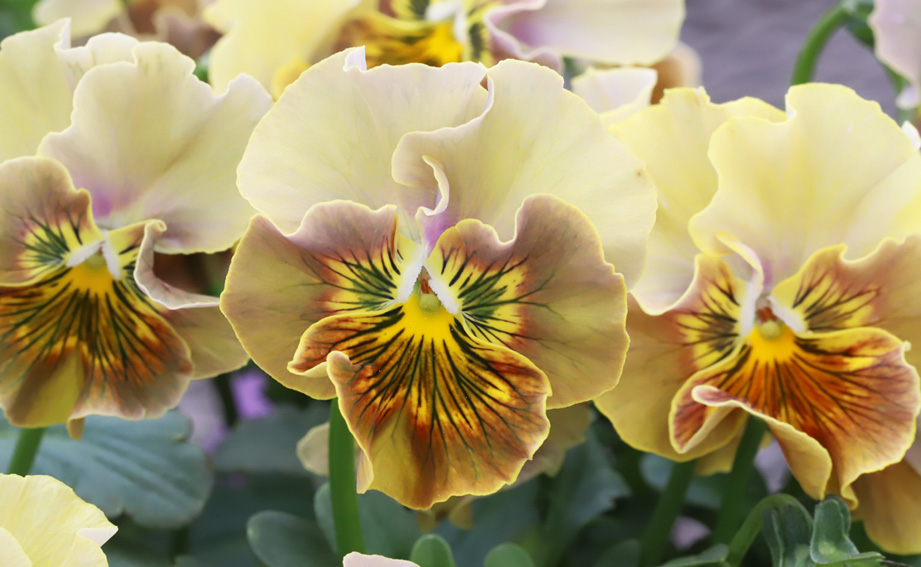 ビオラ　和モダンクラシックカラー<