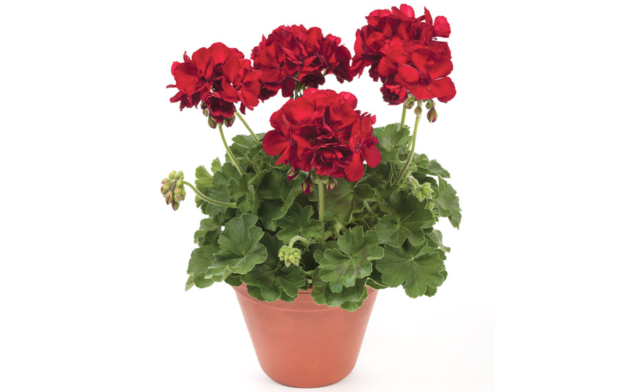 ゼラニウム　カシオペア<