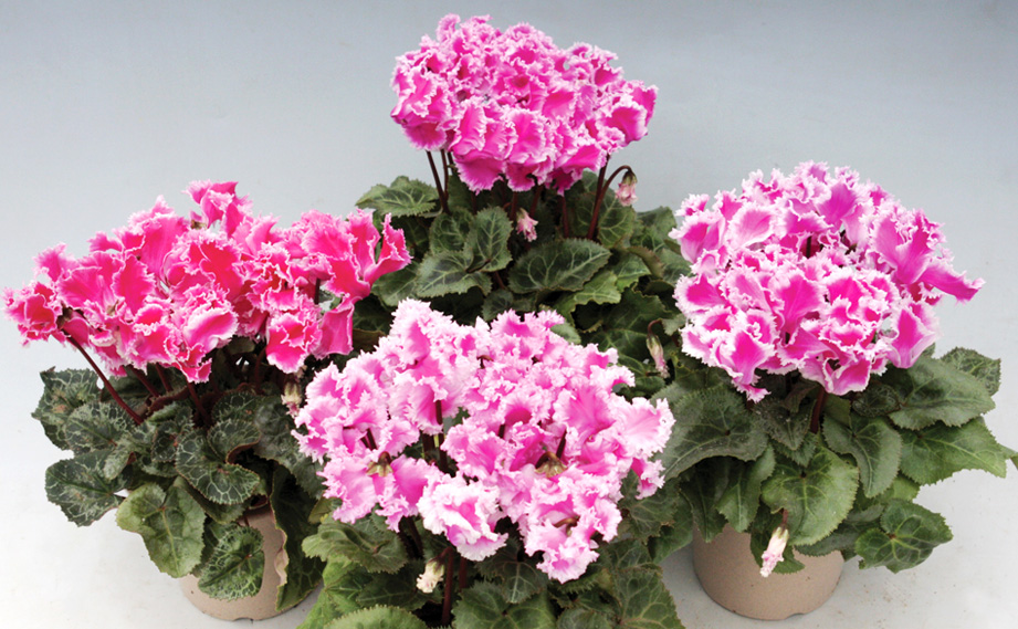 シクラメン　カベルネ シリーズ<