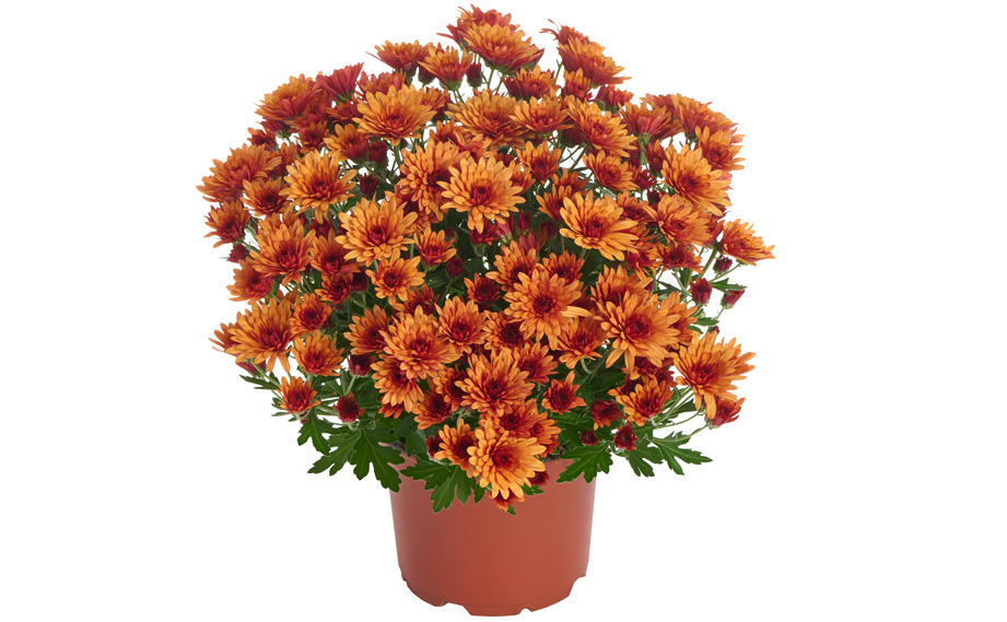 ガーデンマム　パックス シリーズ<