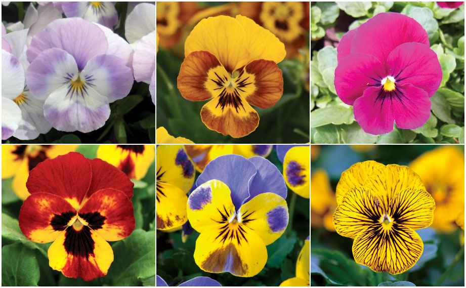 ビオラ F1　ソルベ シリーズ<