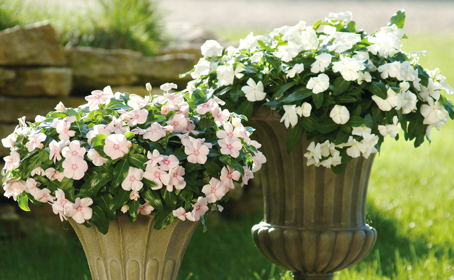 ビンカ　メディテラネアンXP シリーズ<