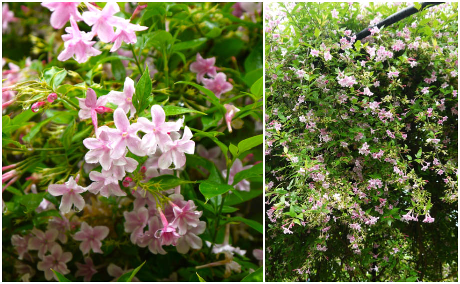 ジャスミナム　ステファネンセ<