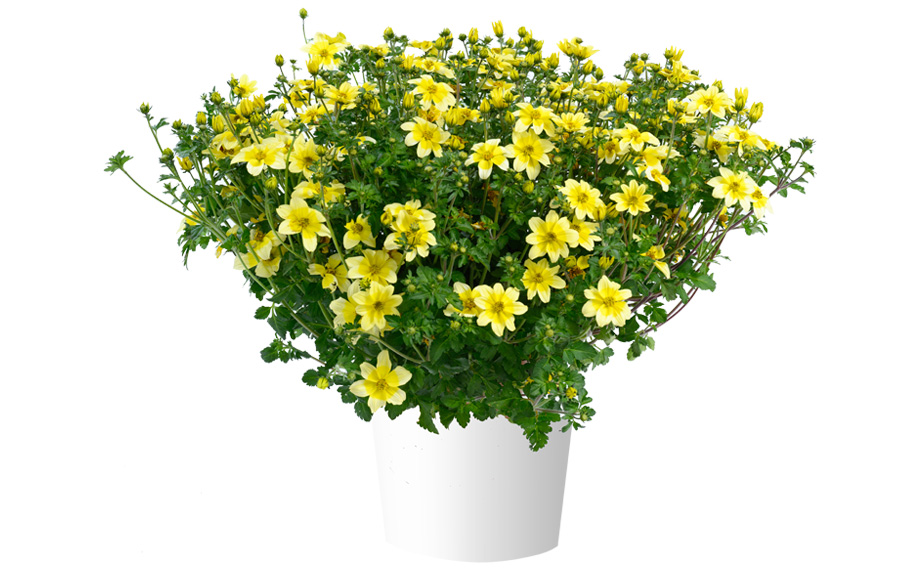 ビデンス　イエロースプラッシュimp.<