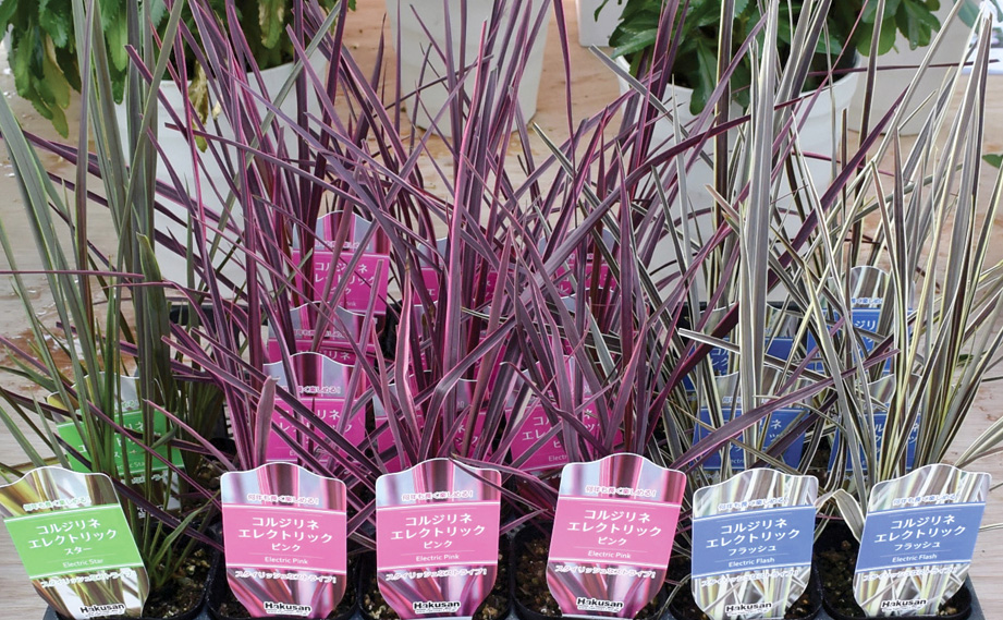 コルジリネ バンクシー　エレクトリック シリーズ<