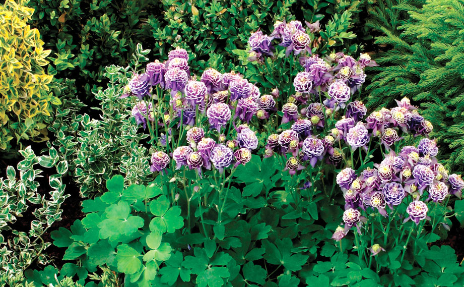 アクイレギア　ウインキーダブル シリーズ<